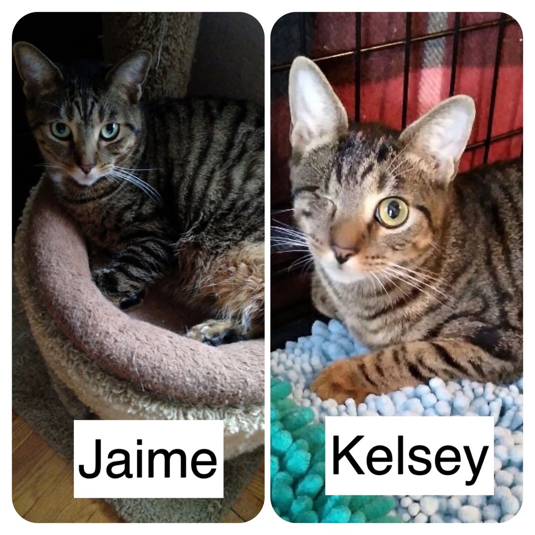 Kelsey & Jamie (Tory adopted), Adoptable, Young Male Domestic Short Hair.