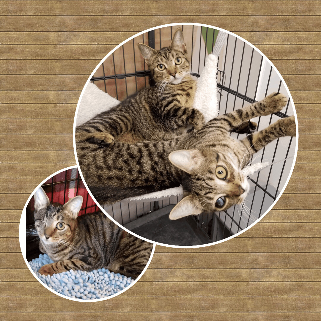 Kelsey & Jamie (Tory adopted), a Adoptable Domestic Short Hair in staten island, NY image 2/5