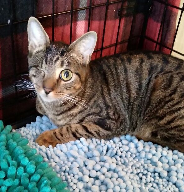 Kelsey & Jamie (Tory adopted), a Adoptable Domestic Short Hair in staten island, NY image 3/5