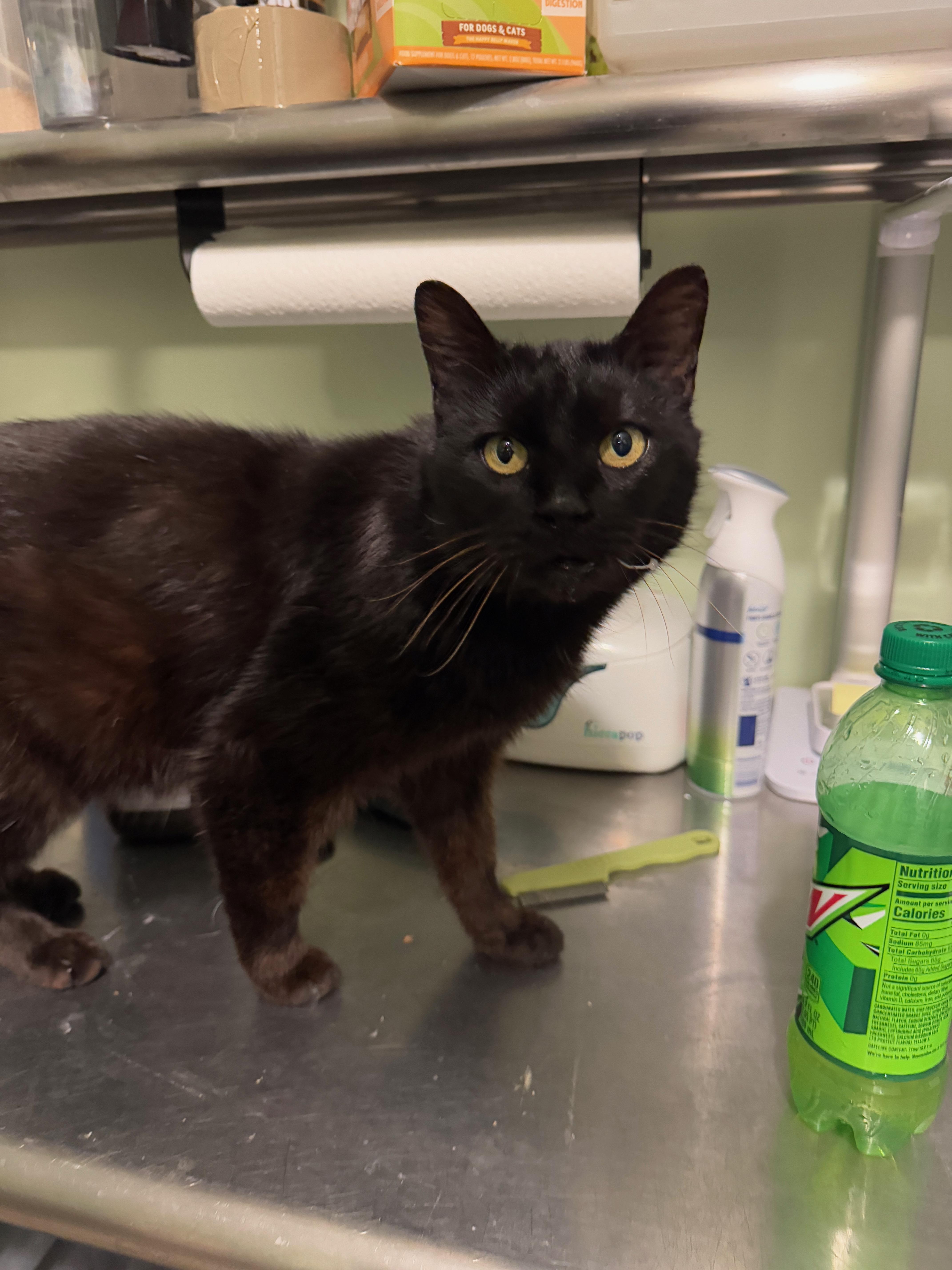 Copper, Adult Female Domestic Short Hair