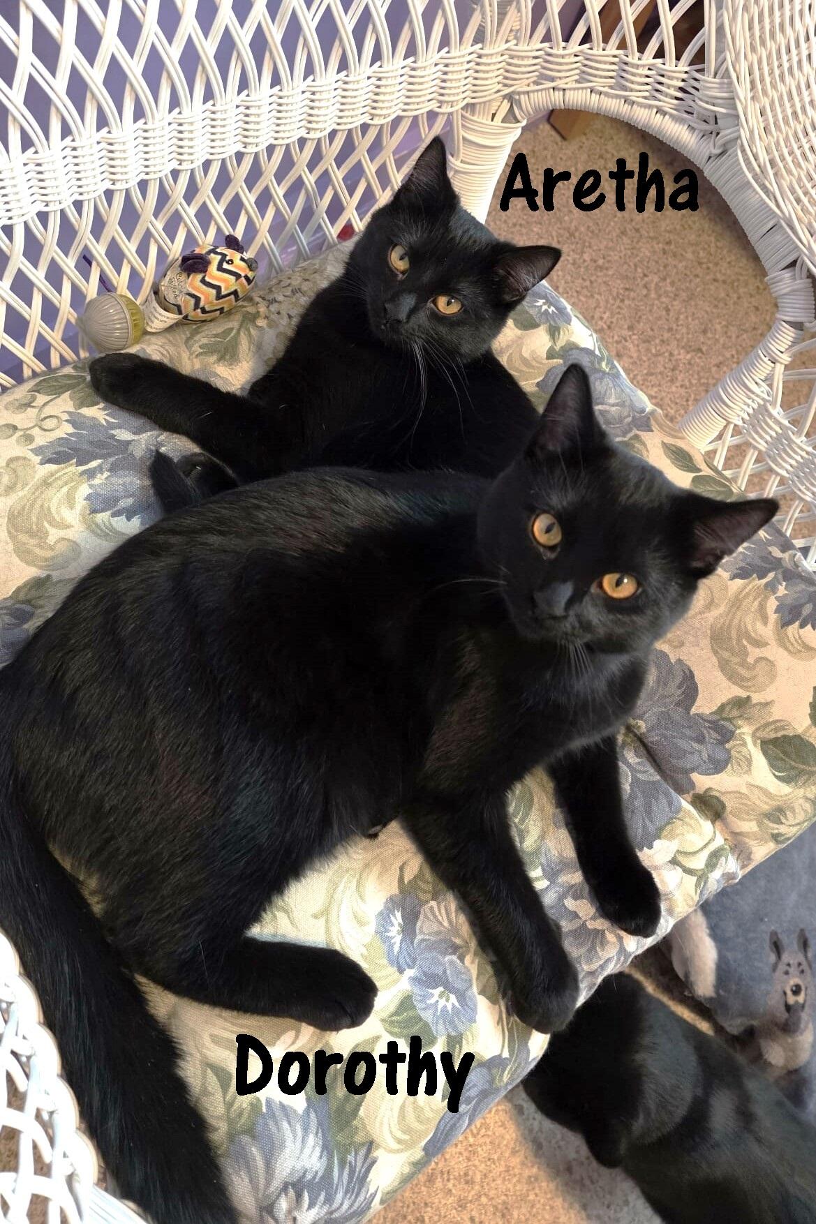 Enlarge Aretha, a ADOPTABLE Domestic Short Hair in Elizabeth, IL image 3/4