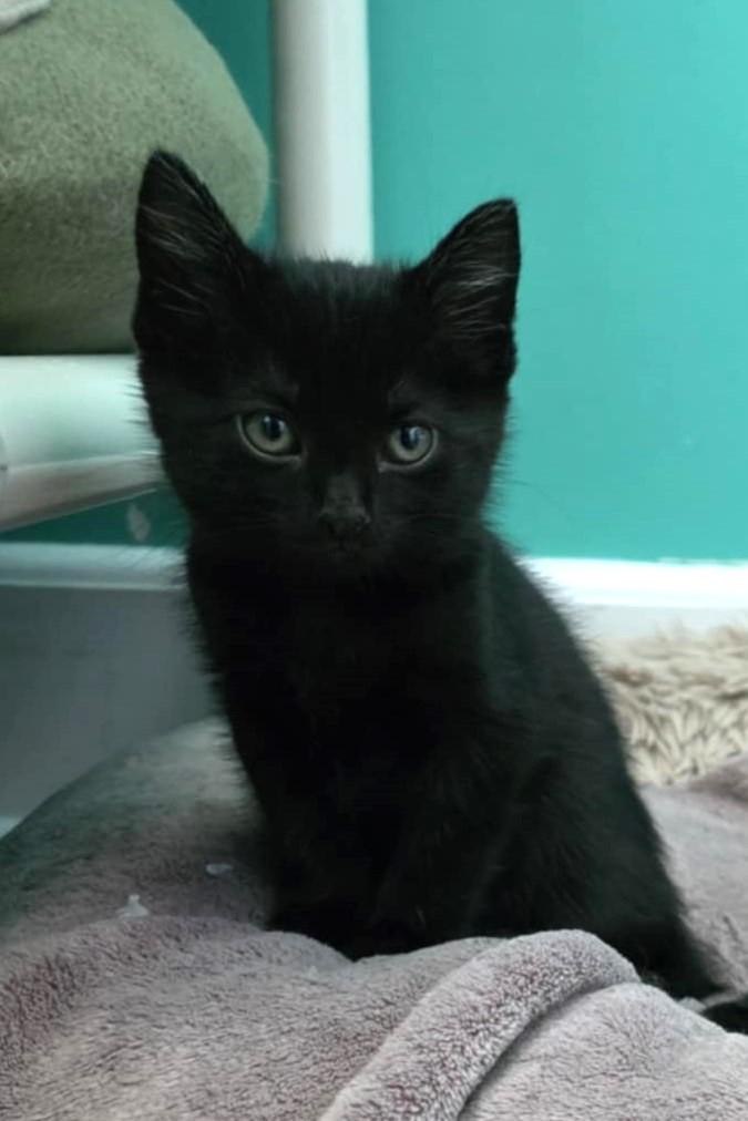 Enlarge Aretha, a ADOPTABLE Domestic Short Hair in Elizabeth, IL image 4/4