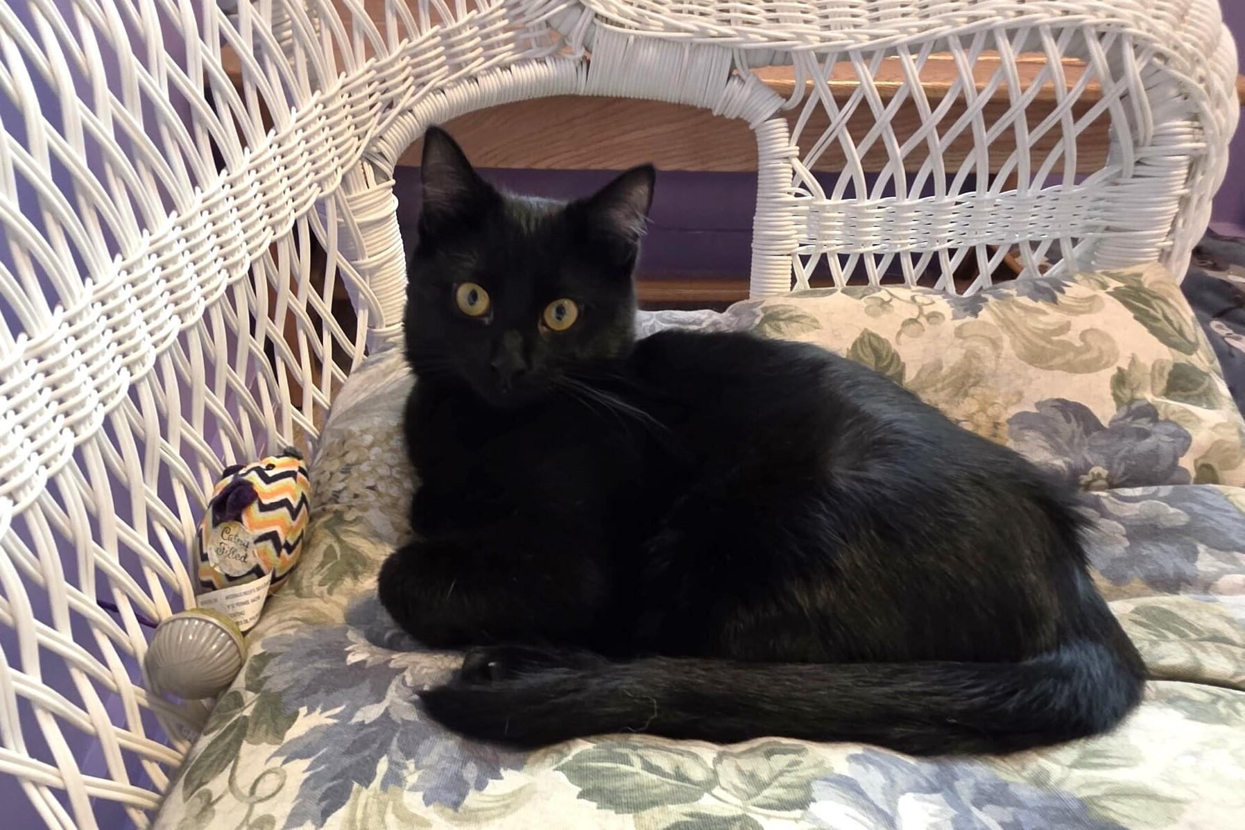 Enlarge Aretha, a ADOPTABLE Domestic Short Hair in Elizabeth, IL image 1/4