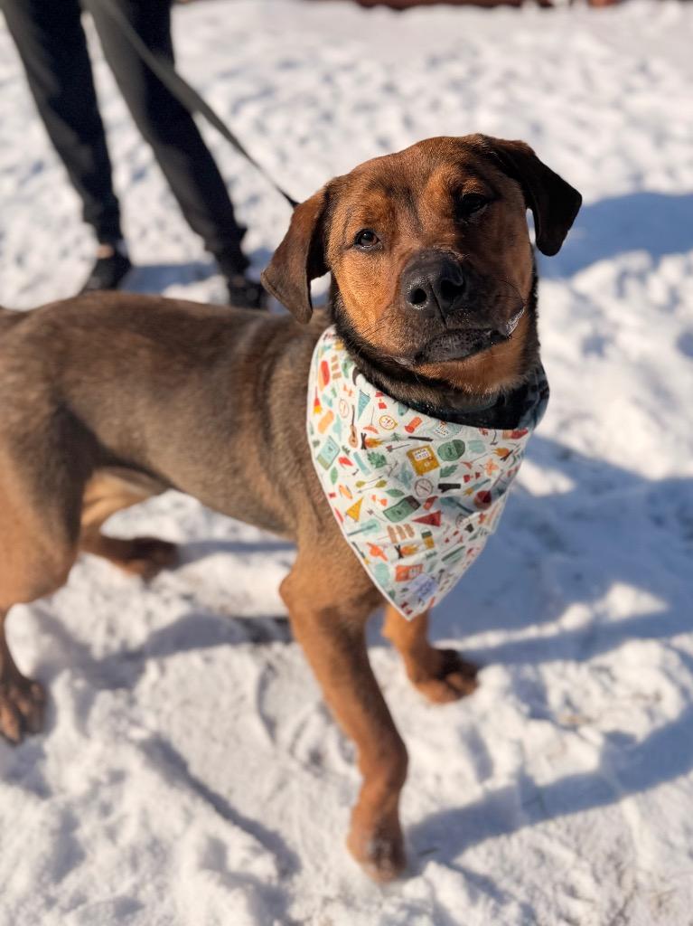 Enlarge Roscoe, a Adoptable mixed breed in Menomonie, WI image 1/3