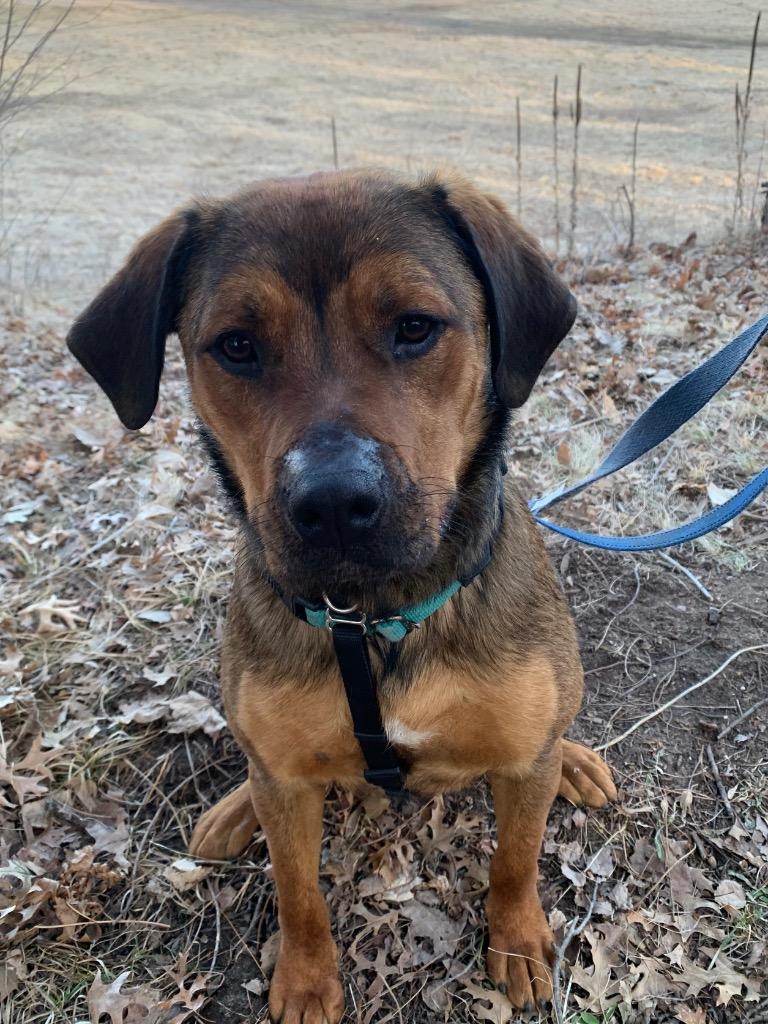 Enlarge Roscoe, a Adoptable mixed breed in Menomonie, WI image 2/6