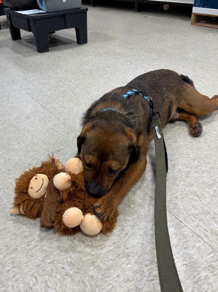 Enlarge Roscoe, a Adoptable mixed breed in Menomonie, WI image 3/6