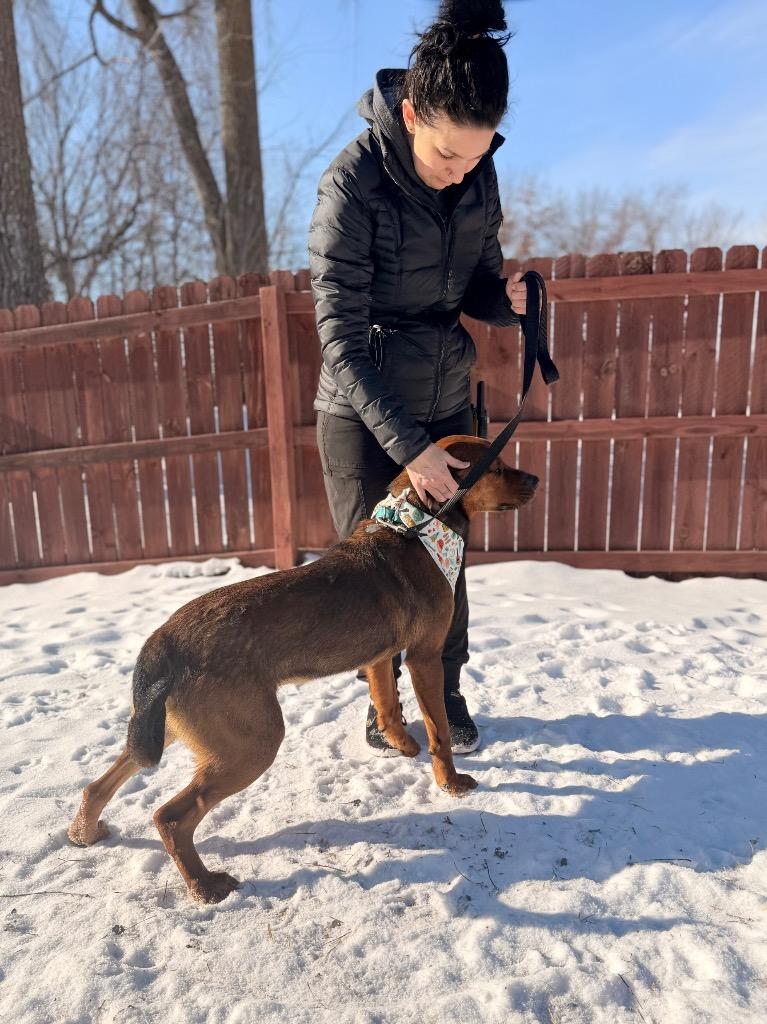 Enlarge Roscoe, a Adoptable mixed breed in Menomonie, WI image 2/3