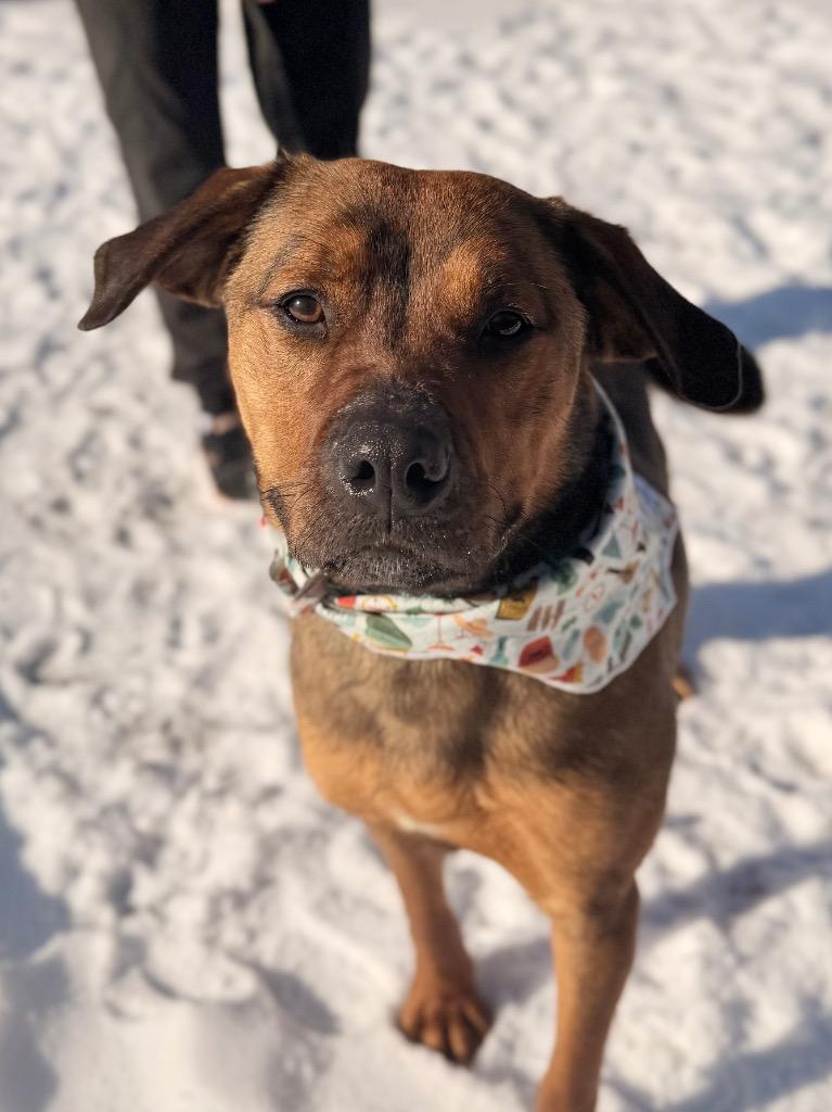 Enlarge Roscoe, a Adoptable mixed breed in Menomonie, WI image 3/3