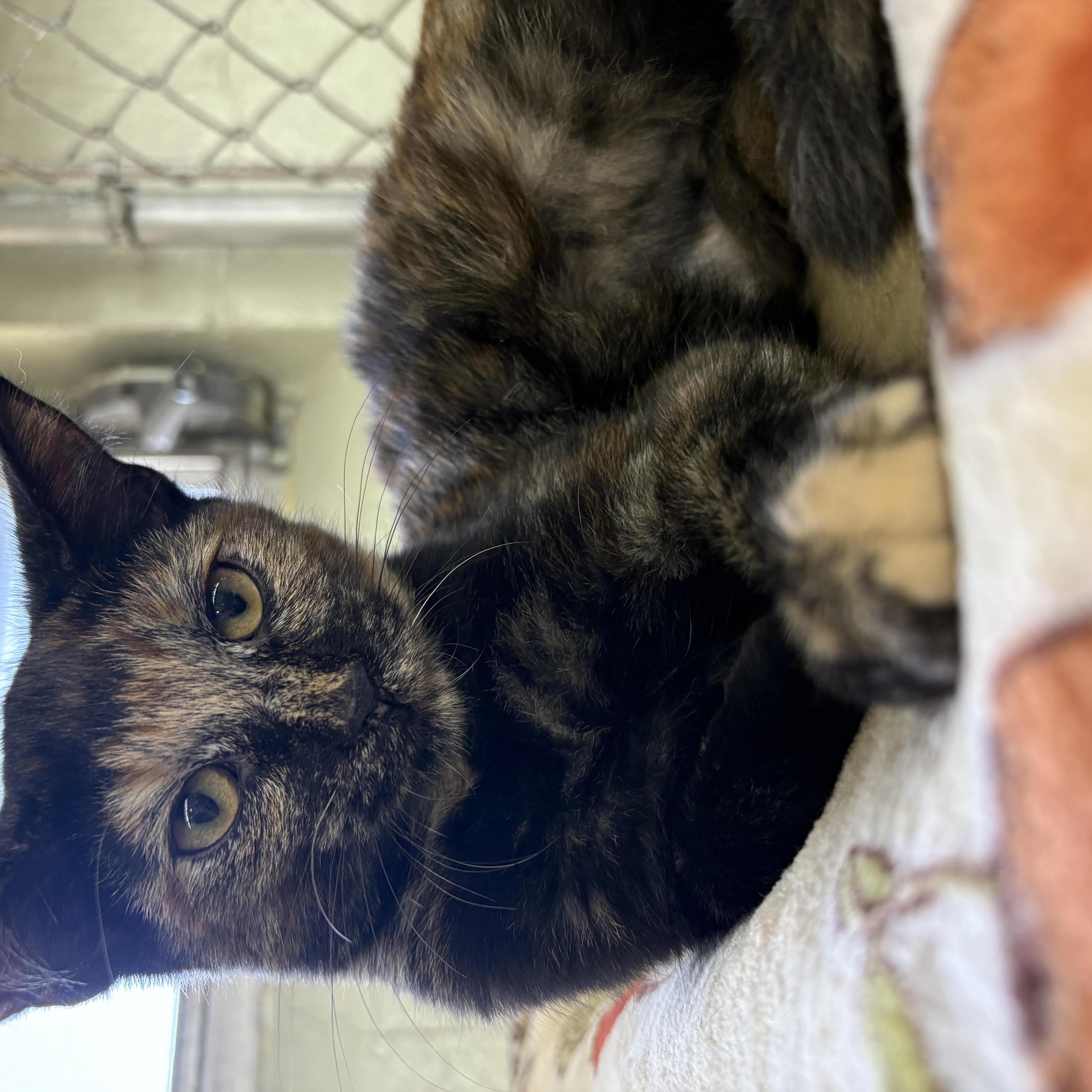 Kiwi, Adoptable, Young Female Domestic Short Hair.