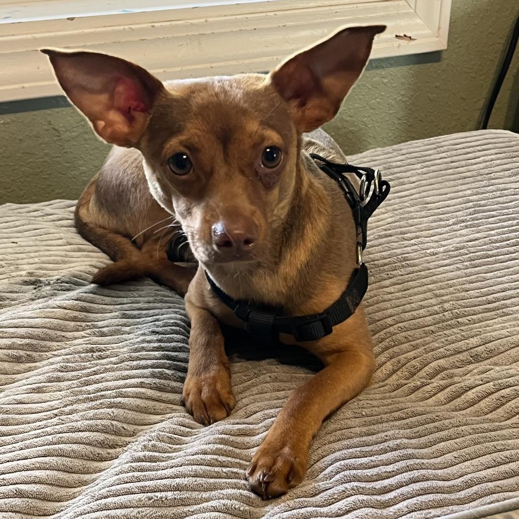 Enlarge Louie, a Adoptable mixed breed in Pittsburg, KS image 1/3