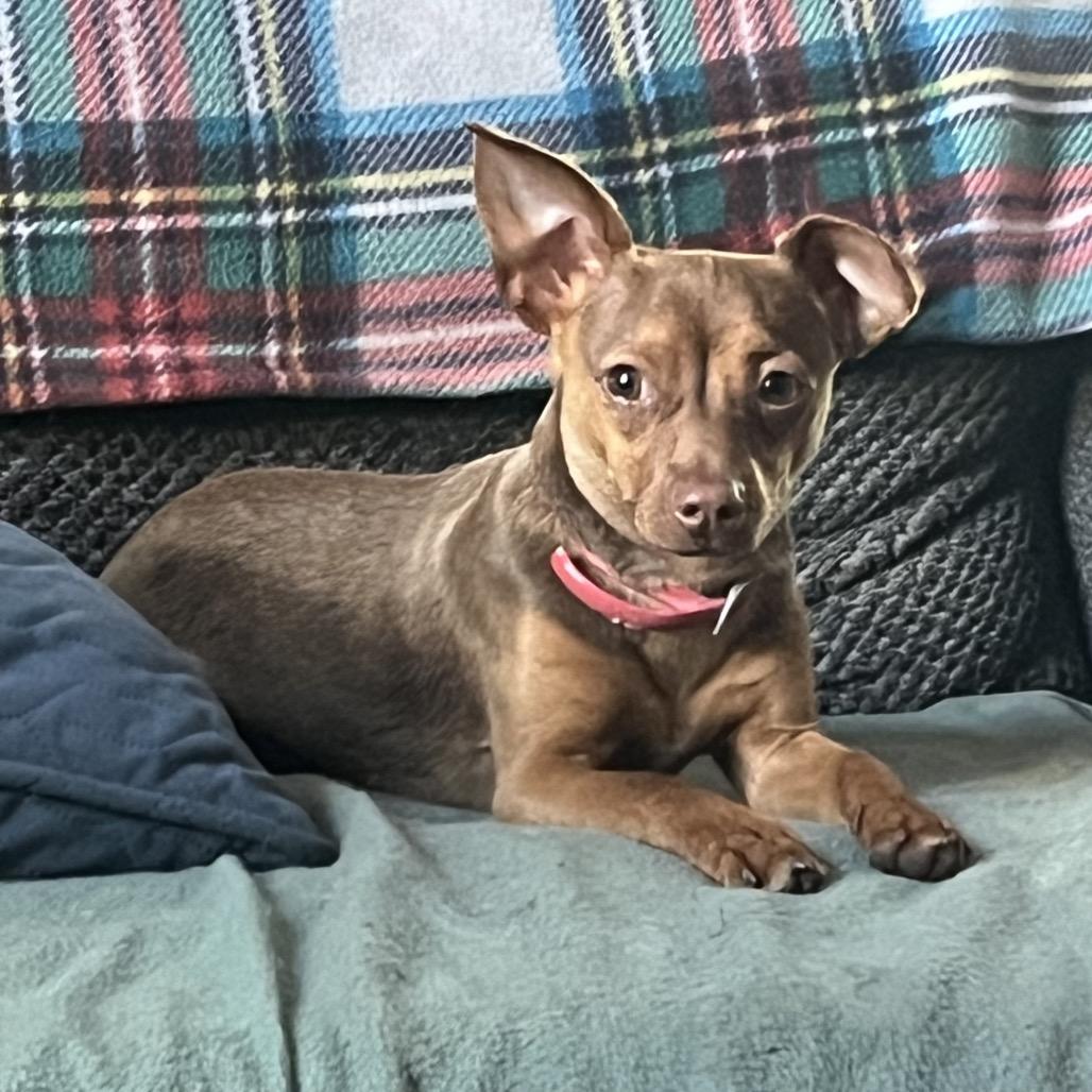 Enlarge Louie, a Adoptable mixed breed in Pittsburg, KS image 2/3