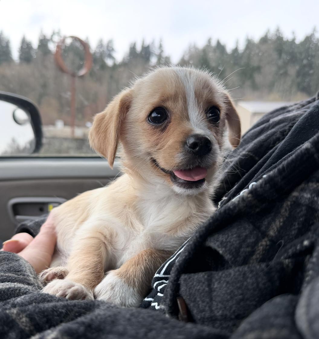 Enlarge Winnie, a ADOPTABLE mixed breed in Puyallup, WA image 1/1