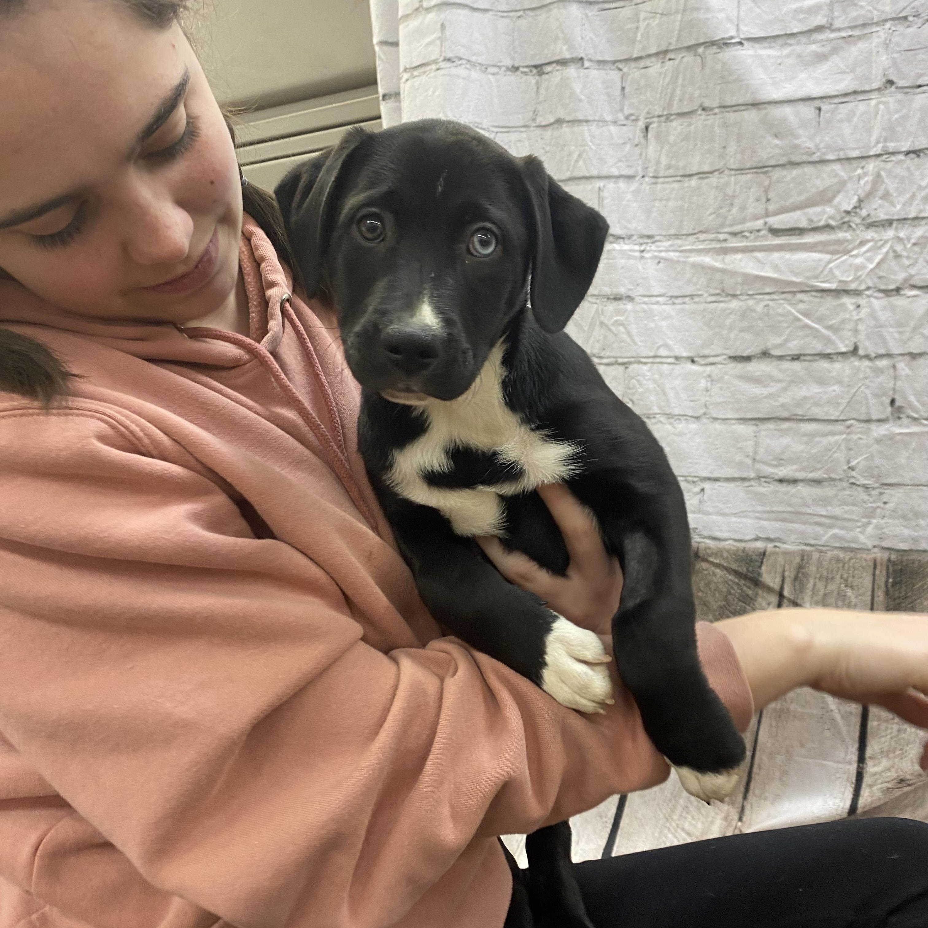 Apple, adopted, Puppy Female American Staffordshire Terrier & Staffordshire Bull Terrier.