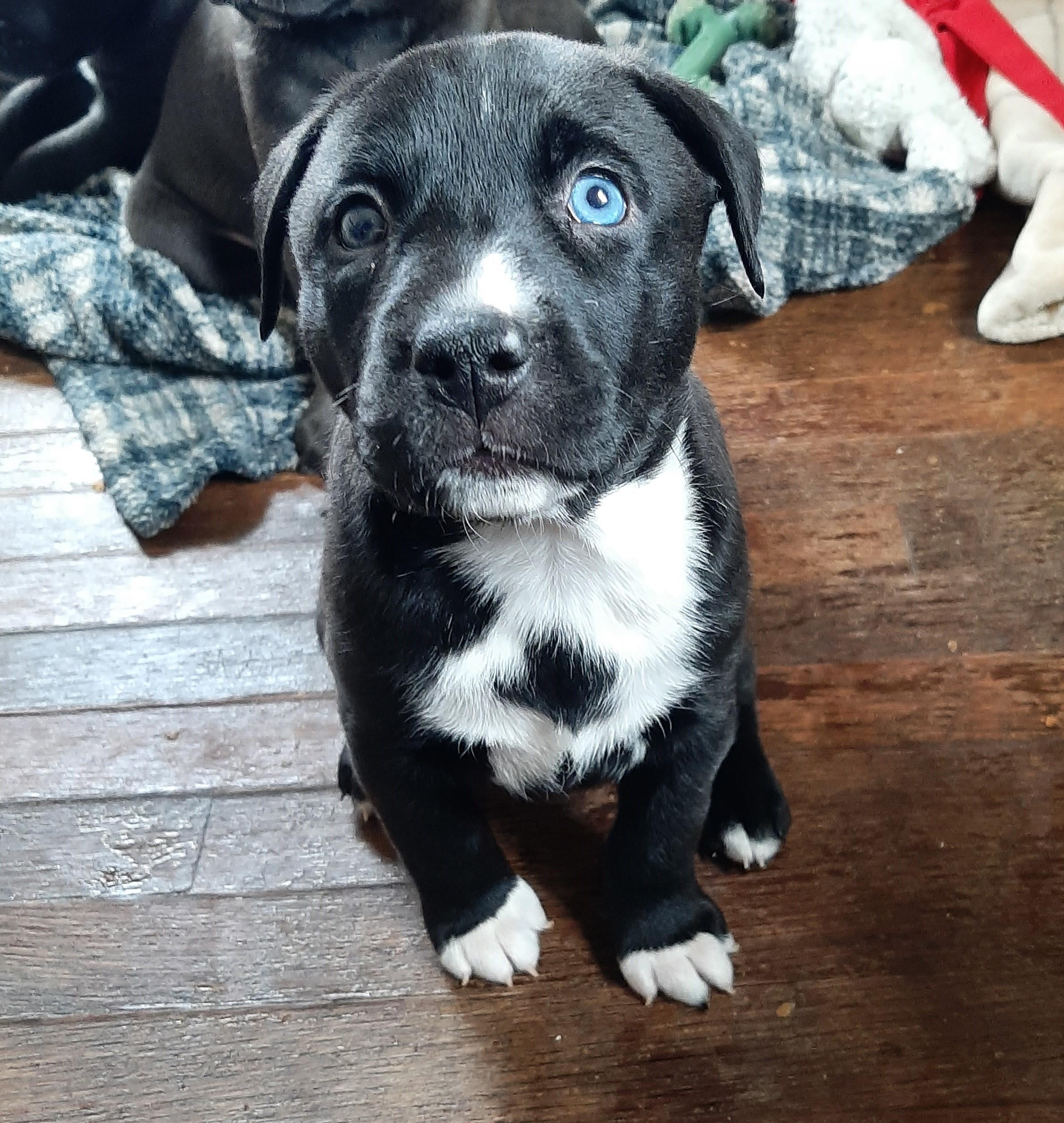 Enlarge Apple, an adopted mixed breed in Lake Odessa, MI image 2/5