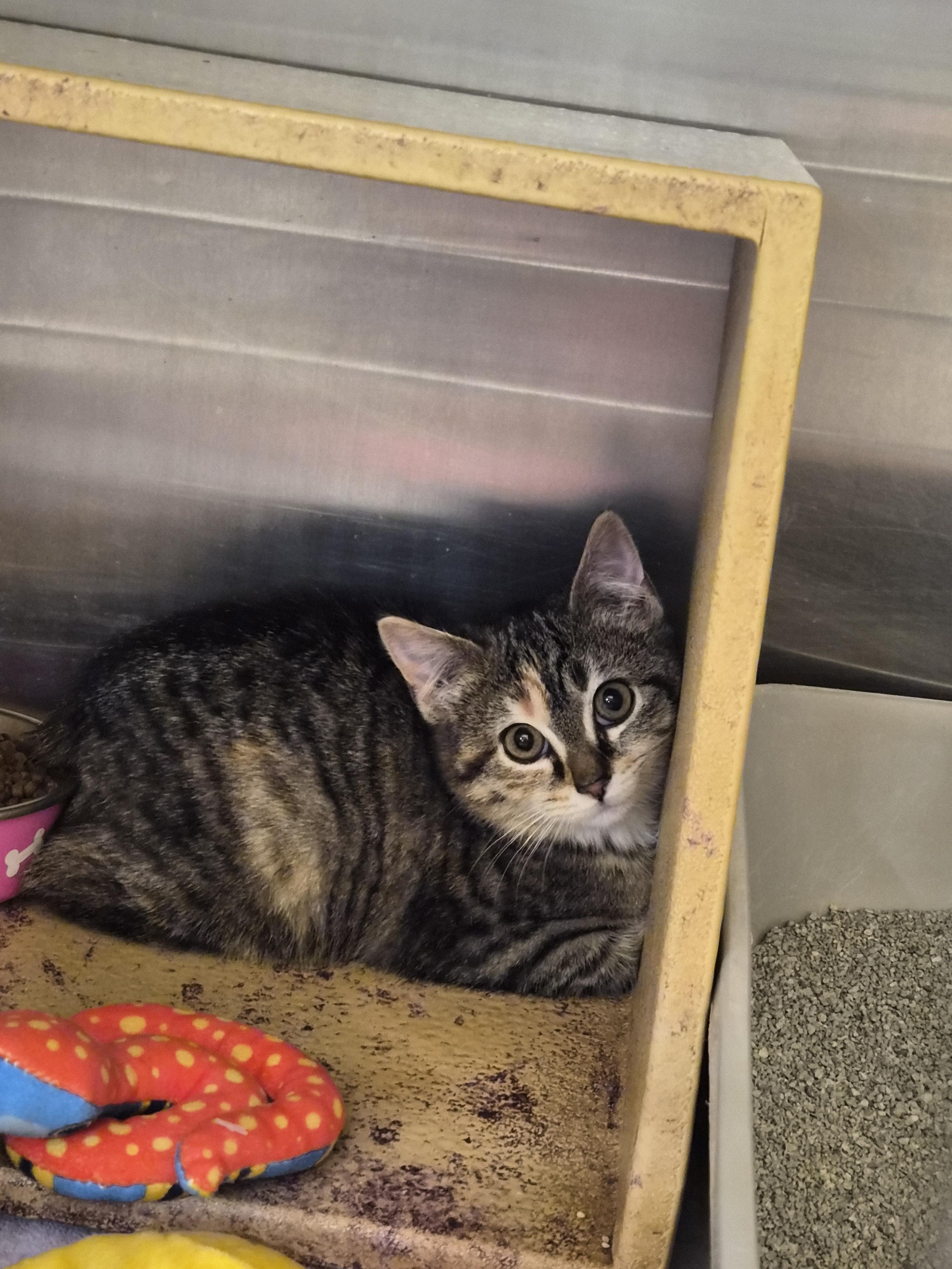 Charity, ADOPTABLE, Kitten Female Manx.