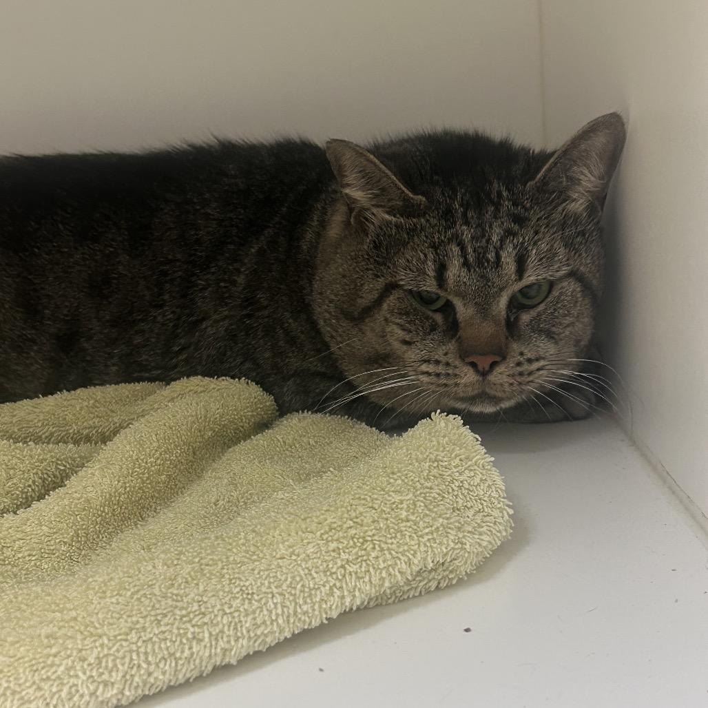 Candy, Adoptable, Adult Male Domestic Short Hair.