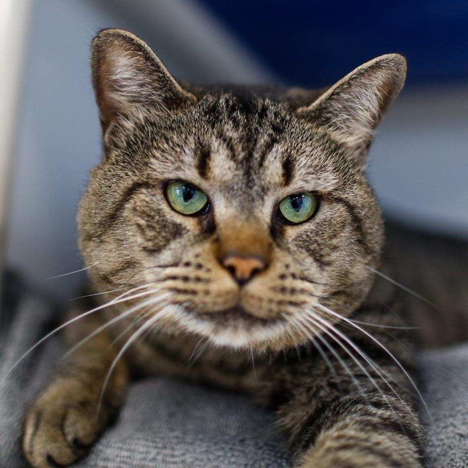 Candy, a Adoptable Domestic Short Hair in Dover, NH image 2/5