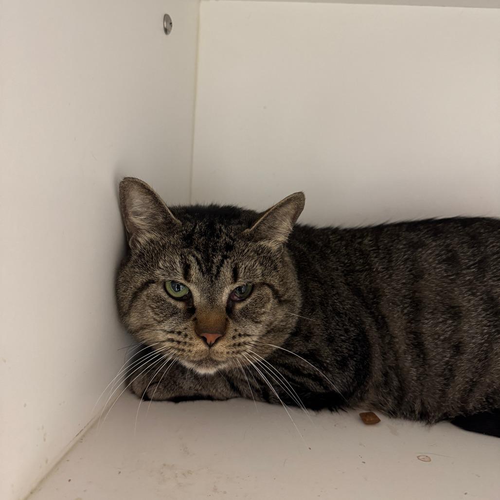 Candy, a Adoptable Domestic Short Hair in Dover, NH image 3/5