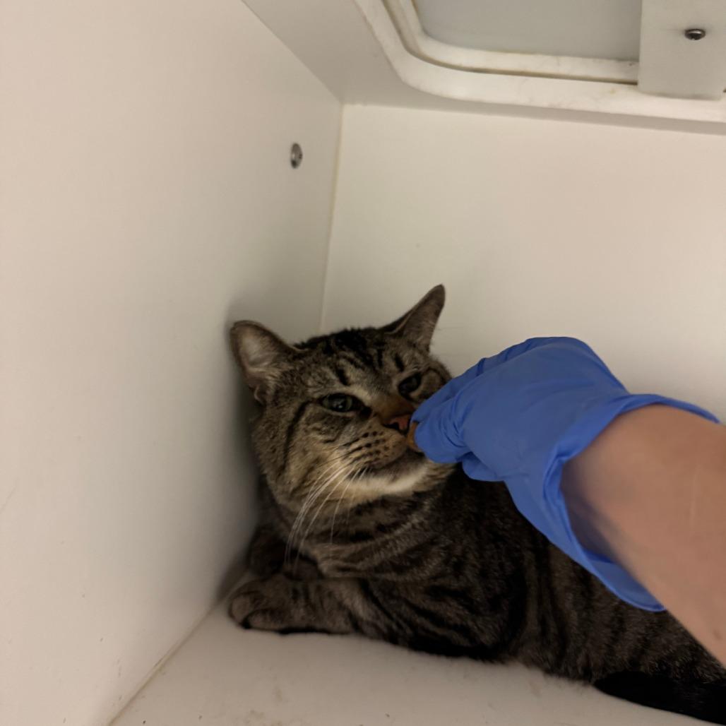 Candy, a Adoptable Domestic Short Hair in Dover, NH image 4/5