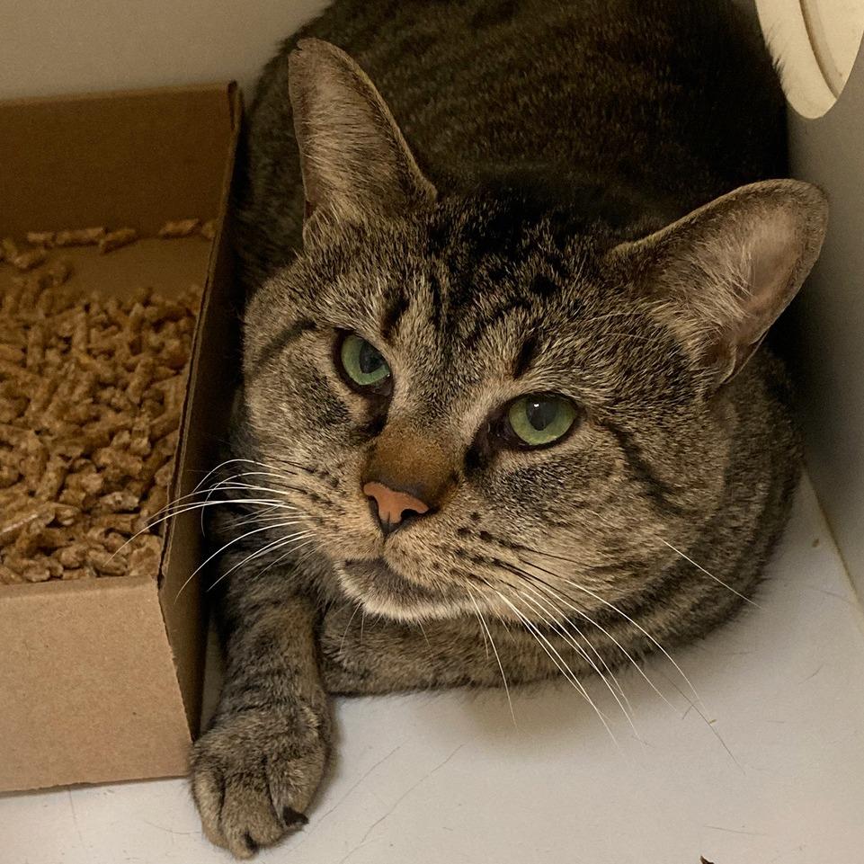 Candy, a Adoptable Domestic Short Hair in Dover, NH image 5/5