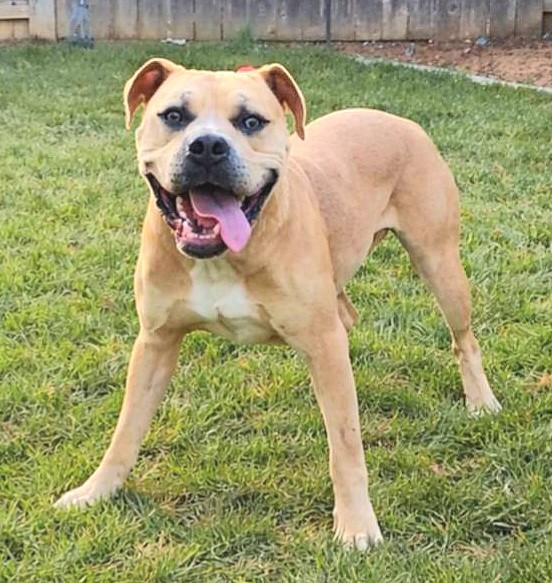 Enlarge PUPPERONI, a Adoptable mixed breed in Sacramento, CA image 1/1