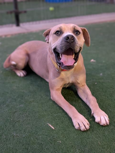 PUPPERONI, Adoptable, Young Male Pit Bull Terrier & Mixed Breed.