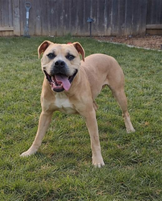 Enlarge PUPPERONI, a Adoptable mixed breed in Sacramento, CA image 1/1