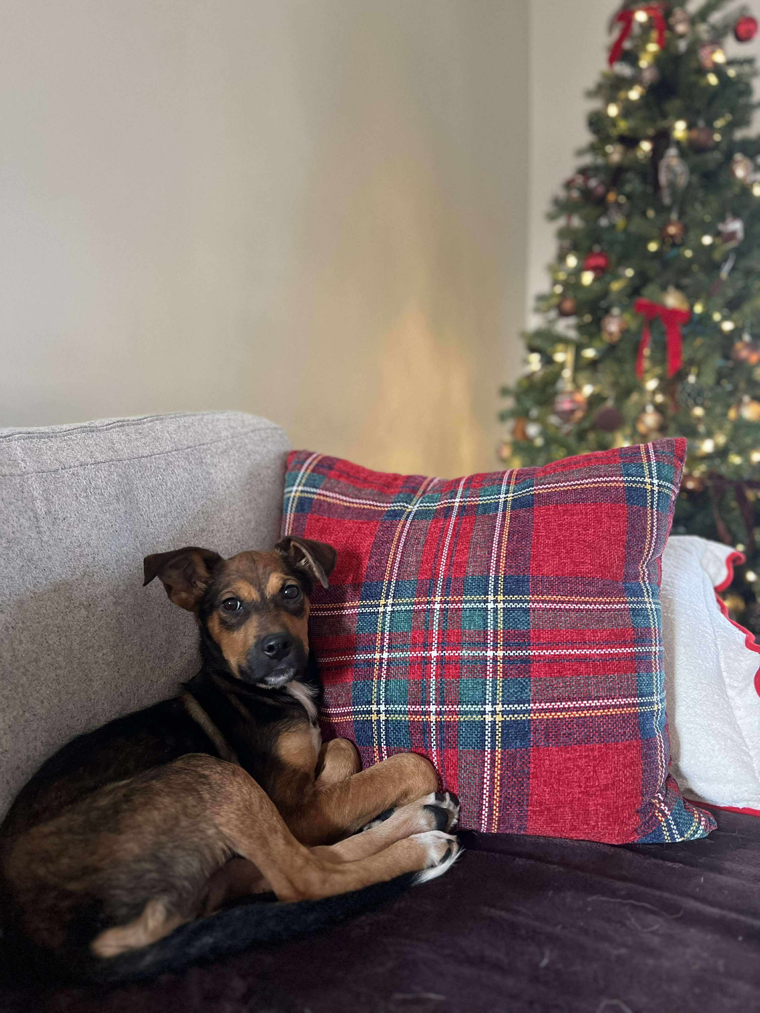 Enlarge Charlie Brown, a ADOPTABLE mixed breed in Winnipeg, MB image 3/5