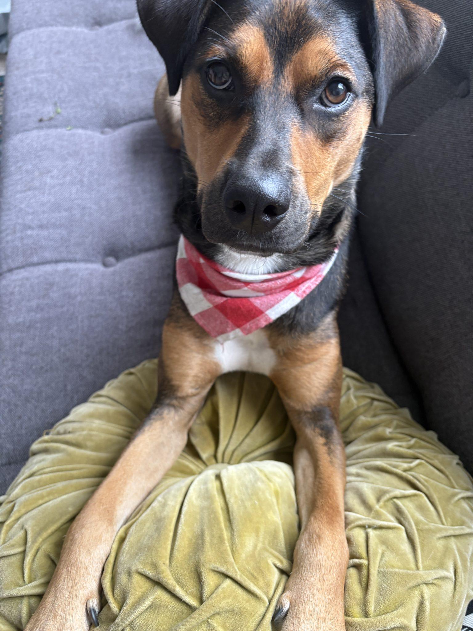 Charlie Brown, Adoptable, Young Male German Shepherd Dog.