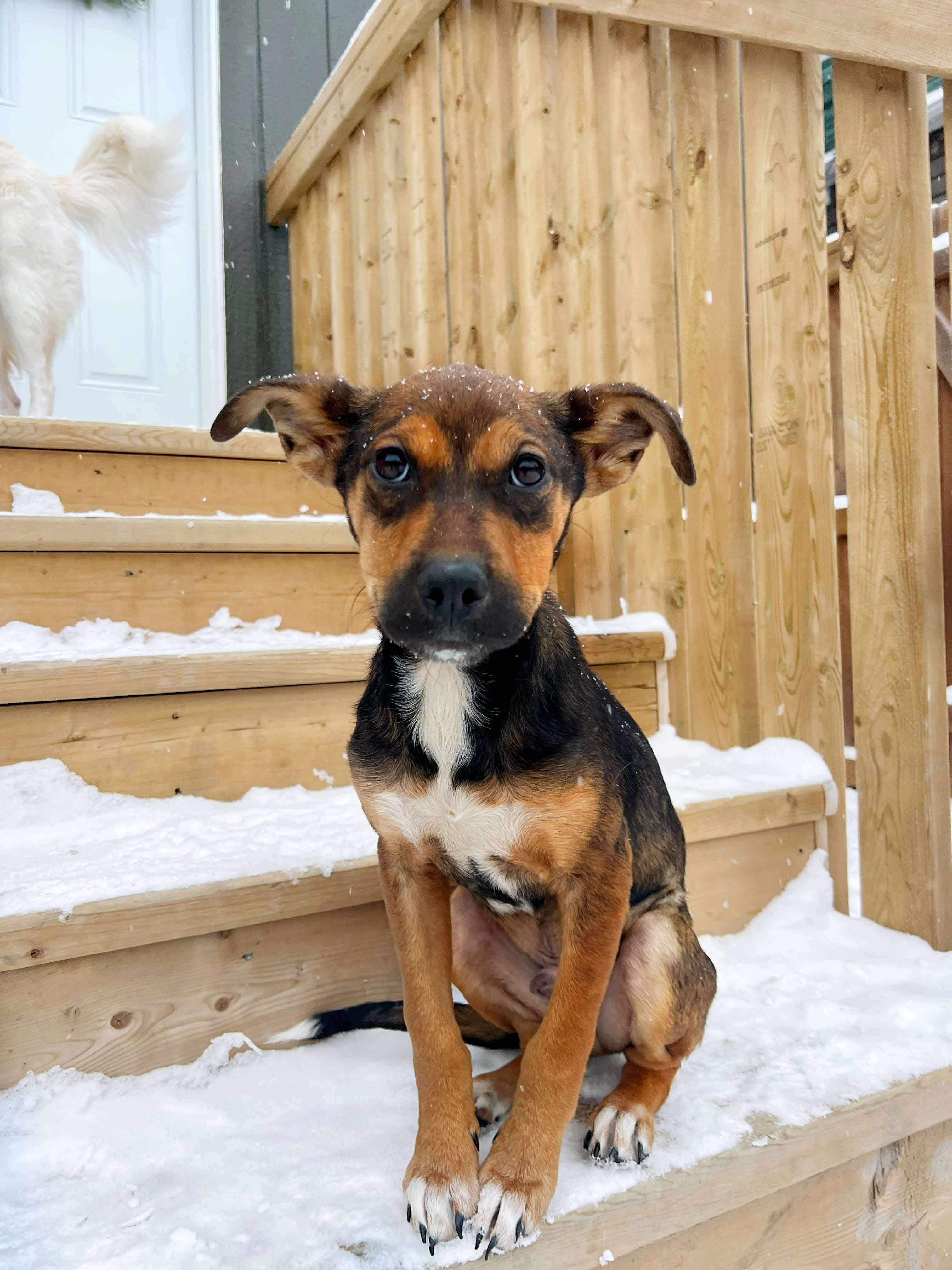 Enlarge Charlie Brown, a ADOPTABLE mixed breed in Winnipeg, MB image 4/5