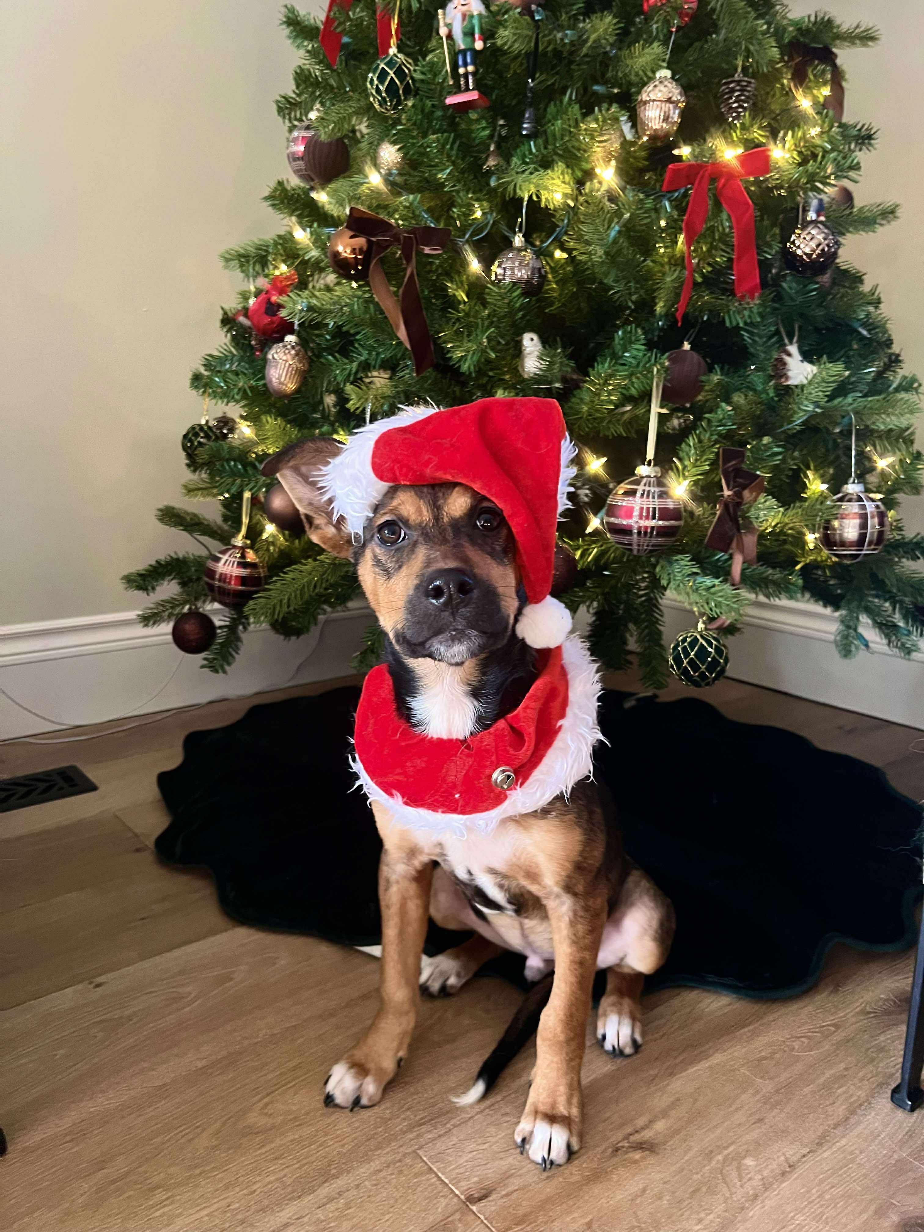 Enlarge Charlie Brown, a ADOPTABLE mixed breed in Winnipeg, MB image 2/5