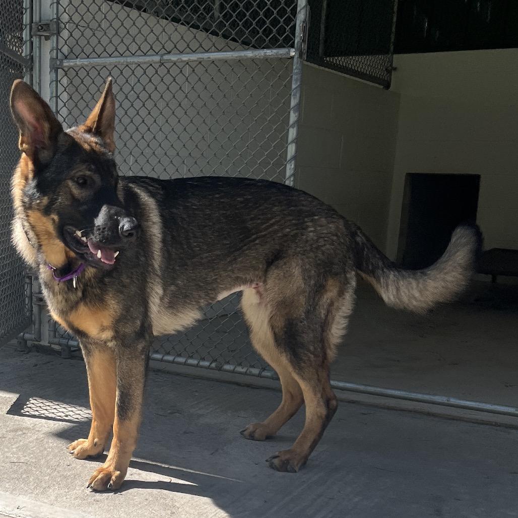 Boo (26-210), a Adoptable German Shepherd Dog in New Ringgold, PA image 1/6