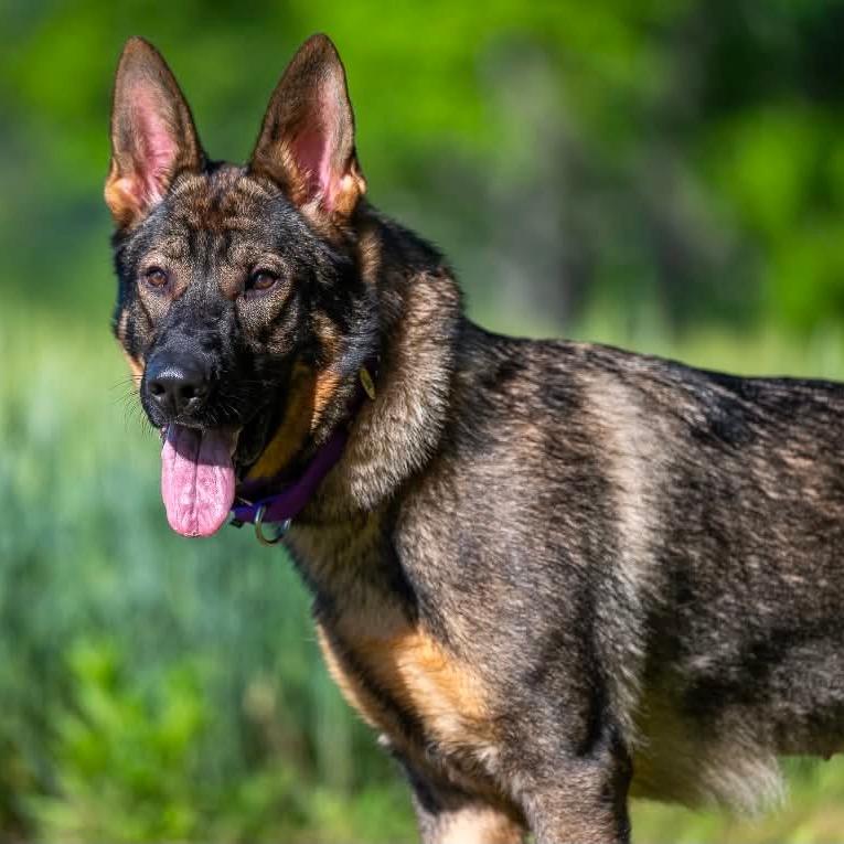 Boo (26-210), a Adoptable German Shepherd Dog in New Ringgold, PA image 2/6