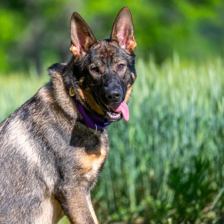 Boo (26-210), a Adoptable German Shepherd Dog in New Ringgold, PA image 3/6