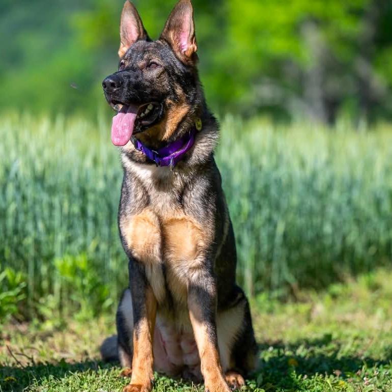 Boo (26-210), a Adoptable German Shepherd Dog in New Ringgold, PA image 4/6