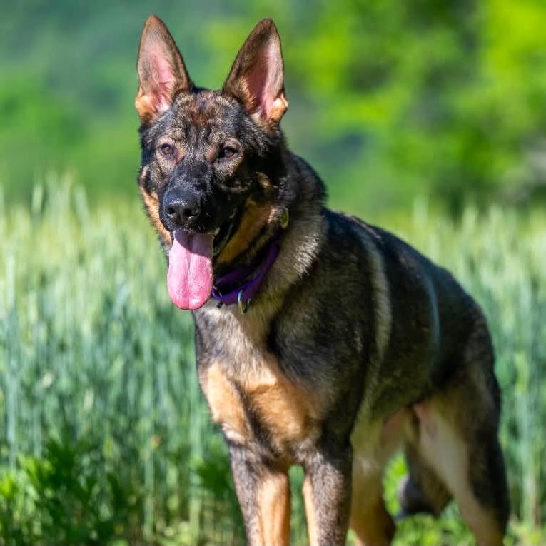 Boo (26-210), a Adoptable German Shepherd Dog in New Ringgold, PA image 5/6