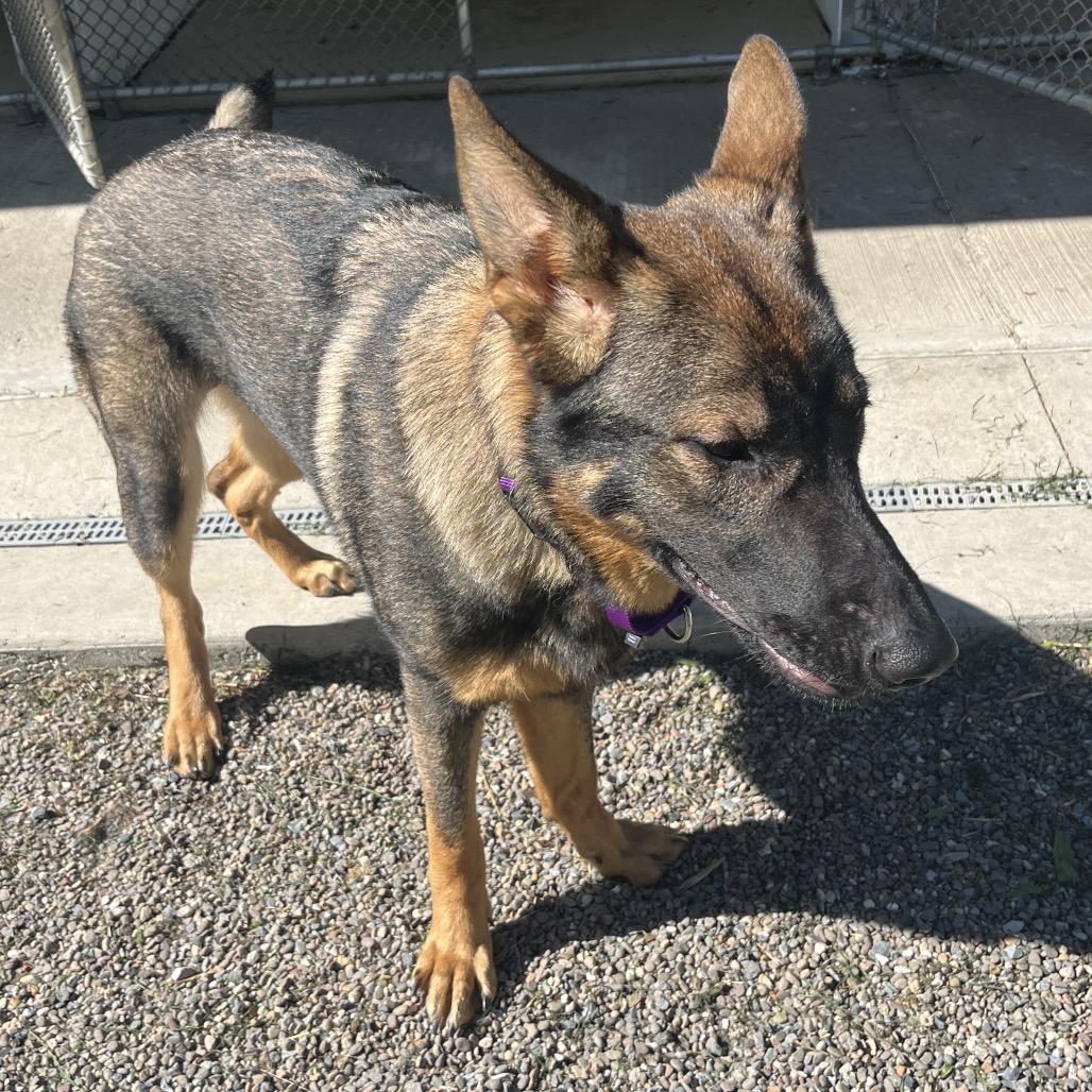 Boo (26-210), a Adoptable German Shepherd Dog in New Ringgold, PA image 6/6