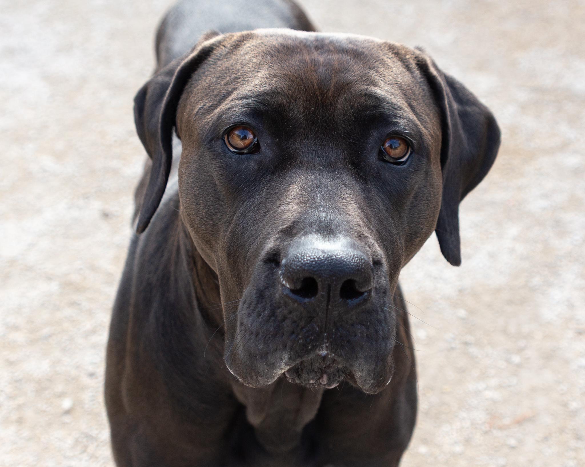 Madeline, an adoptable Cane Corso in Winnipeg, MB, R3E 3N8 | Photo Image 1