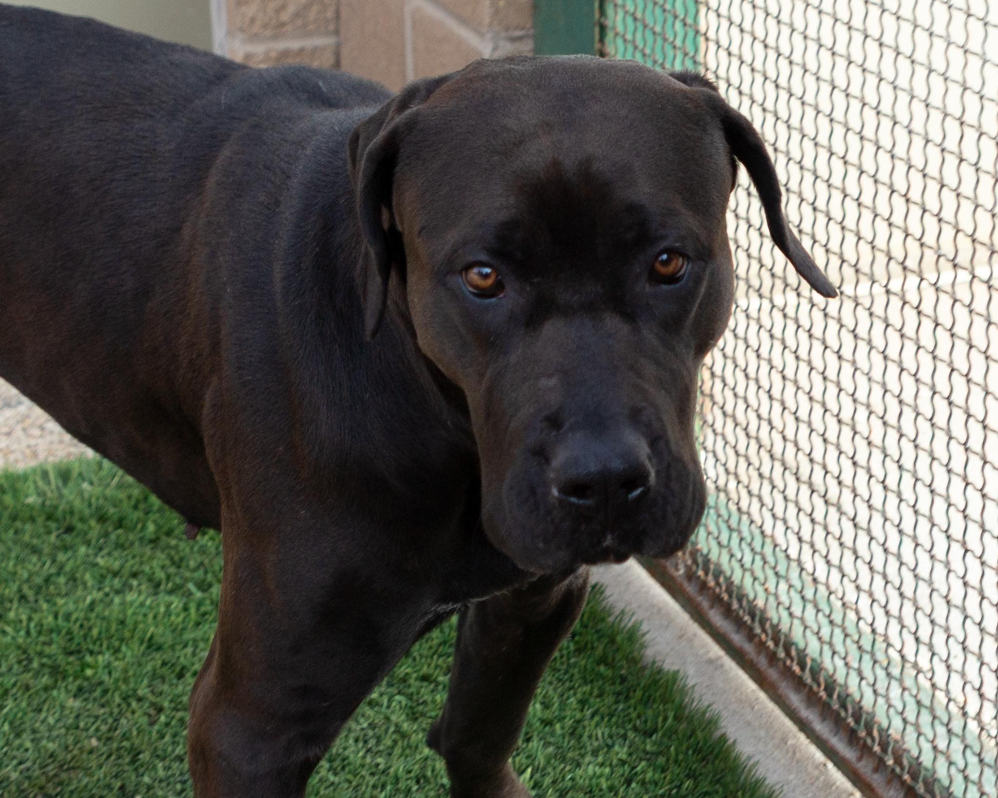 Madeline, an adoptable Cane Corso in Winnipeg, MB, R3E 3N8 | Photo Image 3