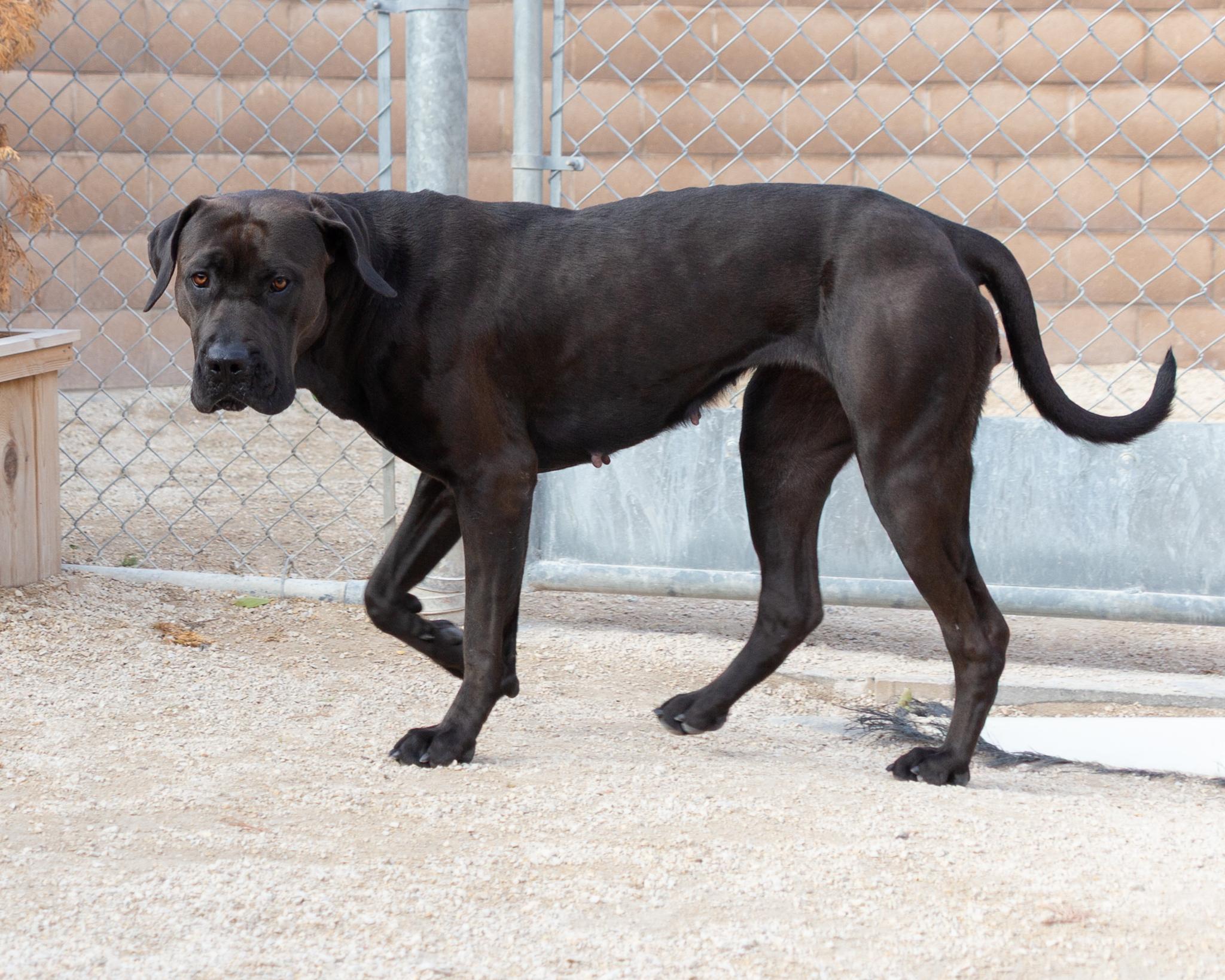 Madeline, an adoptable Cane Corso in Winnipeg, MB, R3E 3N8 | Photo Image 4
