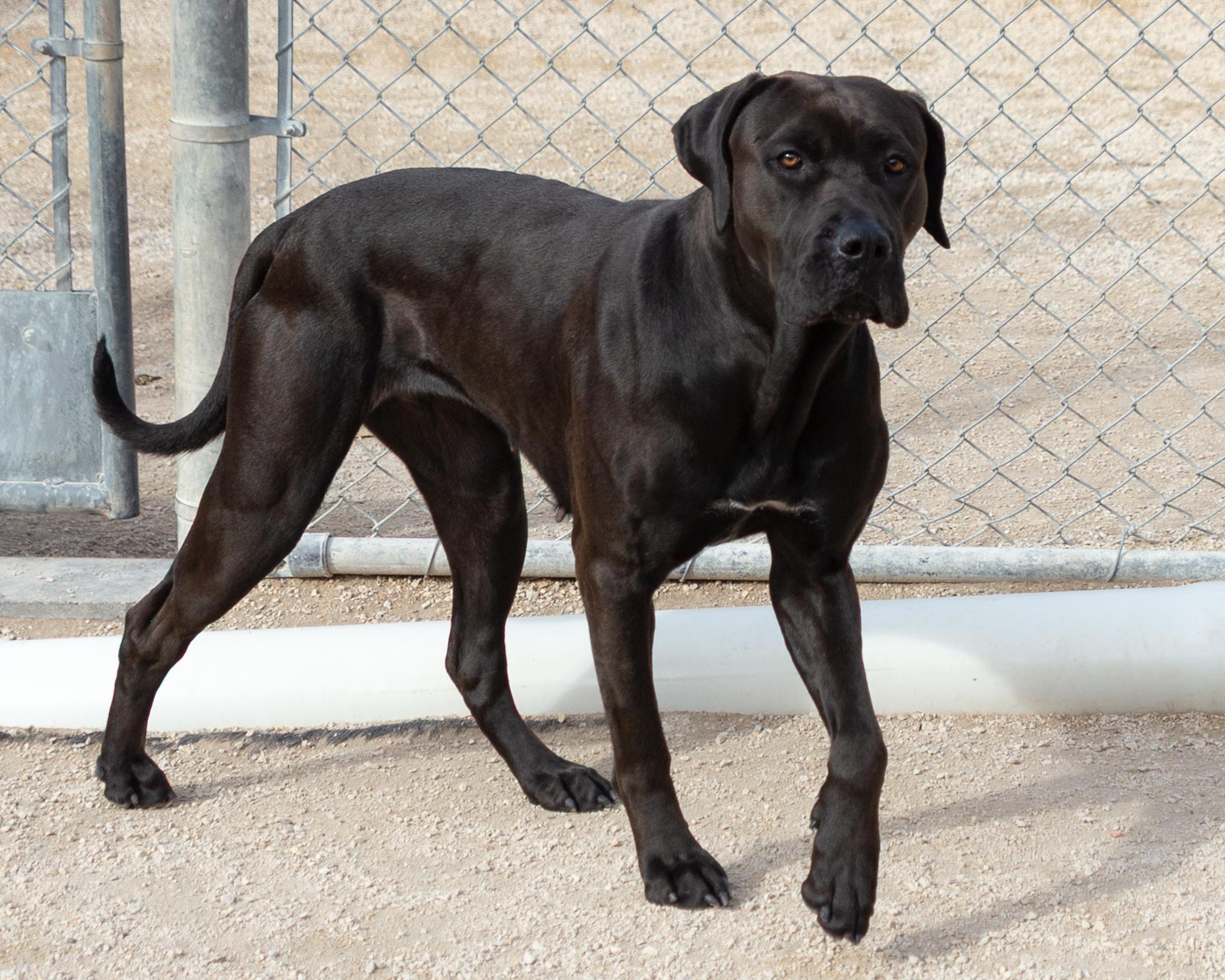 Madeline, an adoptable Cane Corso in Winnipeg, MB, R3E 3N8 | Photo Image 2