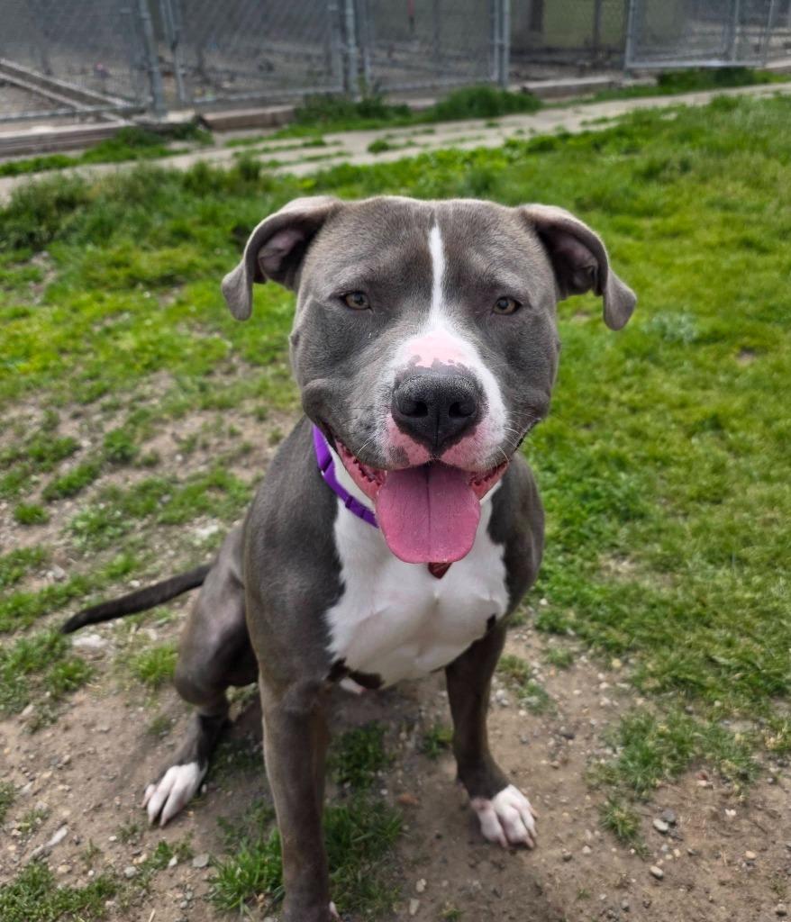 Enlarge Dr. Seuss, a Adoptable mixed breed in Warren, MI image 1/6