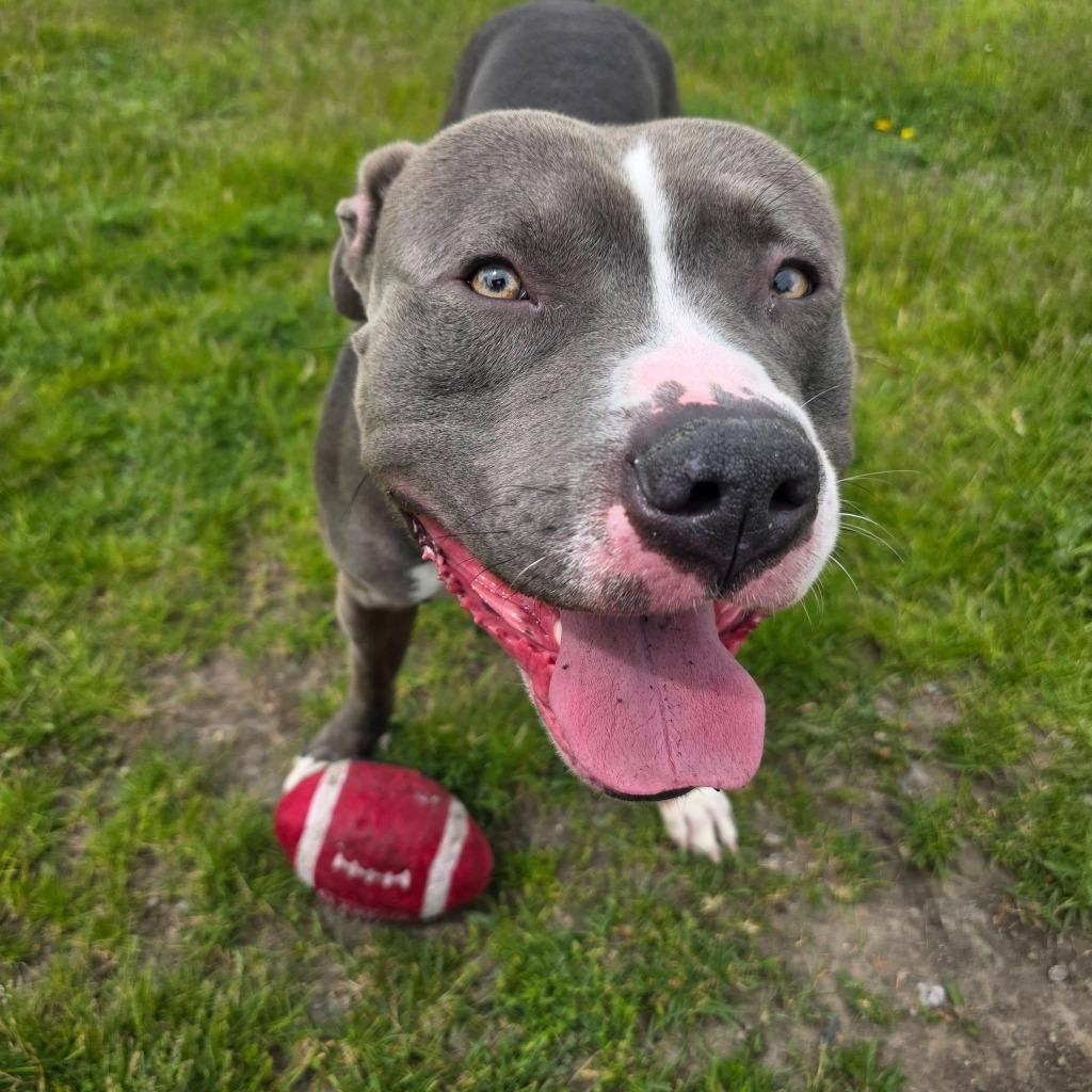 Enlarge Dr. Seuss, a Adoptable mixed breed in Warren, MI image 2/6