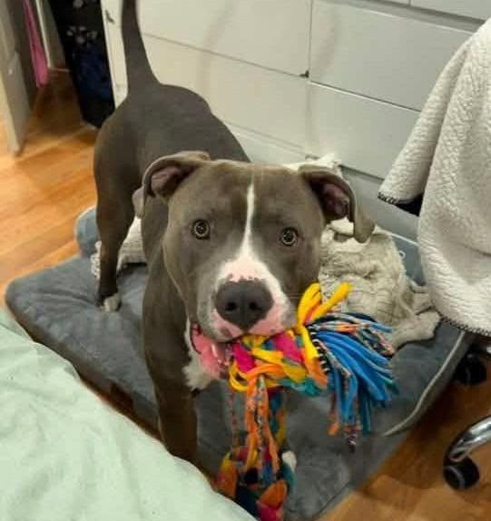 Enlarge Dr. Seuss, a Adoptable mixed breed in Warren, MI image 3/6