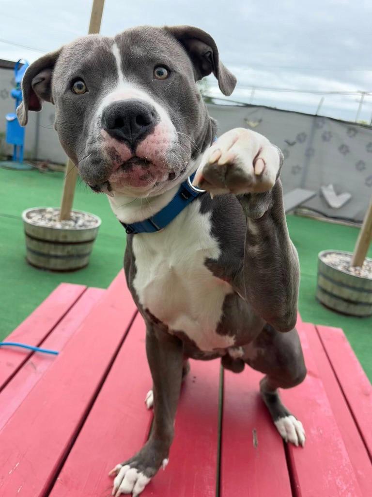 Enlarge Dr. Seuss, a Adoptable mixed breed in Warren, MI image 4/6