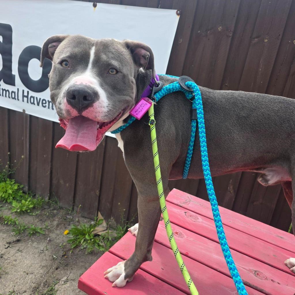 Enlarge Dr. Seuss, a Adoptable mixed breed in Warren, MI image 5/6