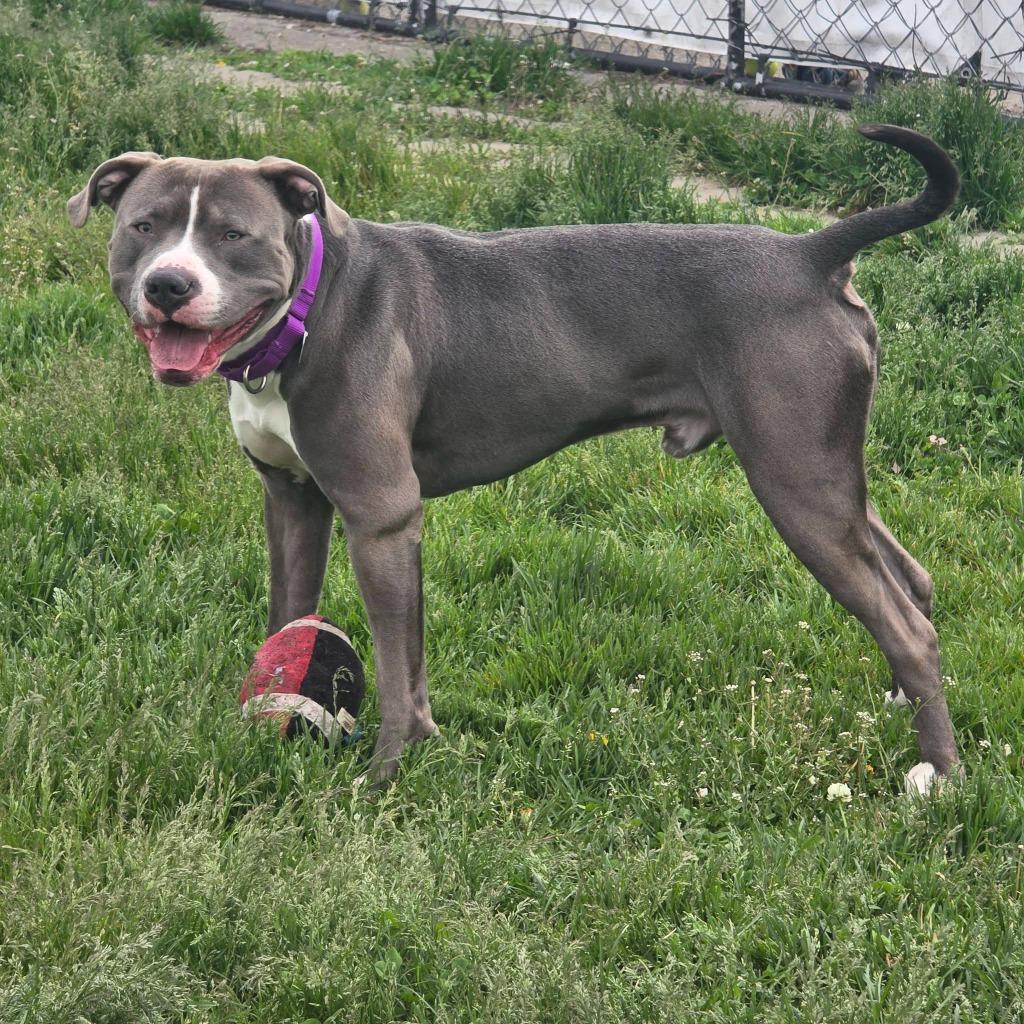 Enlarge Dr. Seuss, a Adoptable mixed breed in Warren, MI image 6/6