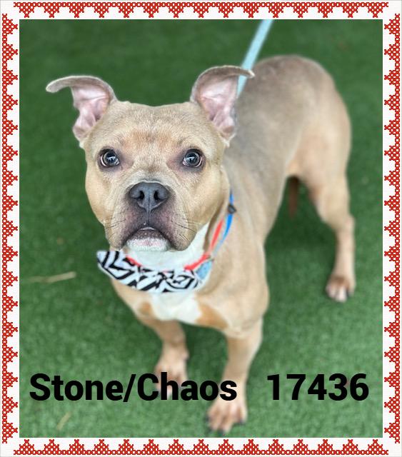 Enlarge STONE/CHAOS, a ADOPTABLE mixed breed in Marietta, GA image 5/6