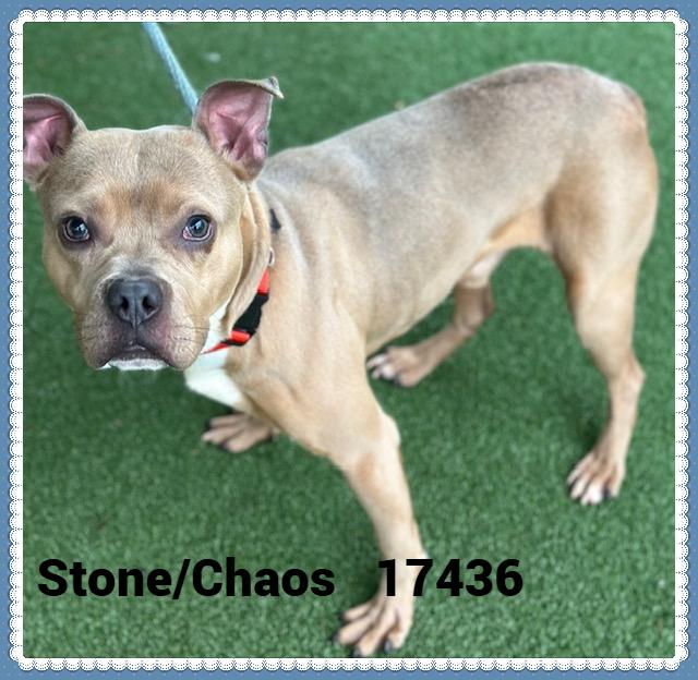Enlarge STONE/CHAOS, a ADOPTABLE mixed breed in Marietta, GA image 2/6