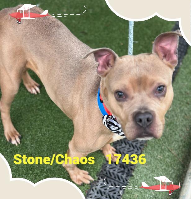 Enlarge STONE/CHAOS, a ADOPTABLE mixed breed in Marietta, GA image 4/6
